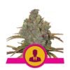 El Patron Strain van Royal Queen Seeds - Een premium cannabissoort met koninklijke kwaliteit. Ontdek de unieke eigenschappen van El Patron Strain.