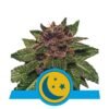 Purplematic CBD van Royal Queen Seeds: Een kleurrijke en evenwichtige cannabissoort met CBD-rijke eigenschappen voor een ontspannen ervaring.