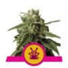 Ervaar de krachtige eigenschappen van Shogun cannabissoort van Royal Queen Seeds - Een meesterlijke keuze voor serieuze connaisseurs.