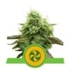 Geniet van zoete ontspanning met Sweet ZZ Automatic cannabissoort van Royal Queen Seeds - Een autoflowering variëteit met verrukkelijke aroma's.