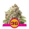 Ervaar de kracht van Triple G cannabissoort van Royal Queen Seeds - Een genot voor kenners met sterke effecten.