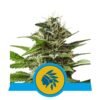 Ervaar de kalmerende kracht van Tatanka Pure CBD cannabissoort van Royal Queen Seeds - Een CBD-rijke keuze voor wellness.