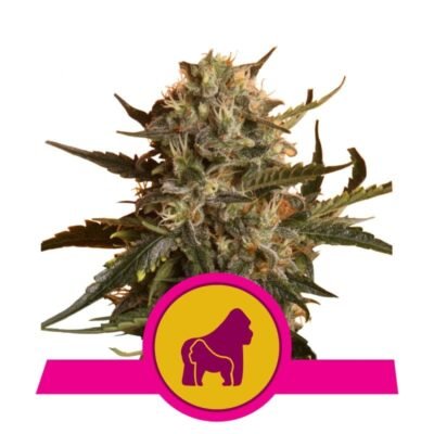 Mother Gorilla van Royal Queen Seeds: Ontdek Mother Gorilla, een krachtige cannabissoort met een sterke genetische achtergrond. Geniet van haar intense aroma en ontspannende effecten. Een favoriet onder ervaren kwekers.