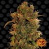 8 Ball Kush is een cannabisplant met weelderige groene bladeren en harsachtige toppen. Een populaire indica-dominante soort met aardse en kruidige aroma's.
