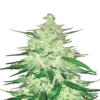 CBD Crack Auto van Fast Buds - Een automatisch bloeiende cannabissoort met CBD-rijke eigenschappen. Geniet van de medicinale voordelen van CBD Crack Auto.