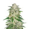 Gelato Auto van Fast Buds - Een automatisch bloeiende cannabissoort met de heerlijke Gelato smaken en snelle groei. Ontdek Gelato Auto van Fast Buds.