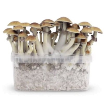 Paddo Growkit B+: Kweek je eigen partij krachtige B+ paddenstoelen met behulp van deze alles-in-één en gebruiksvriendelijke kweekset.