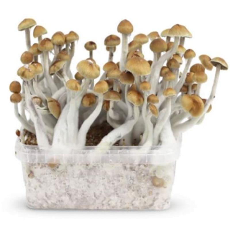 Paddo Growkit Mazatapec: Ontdek de magie van de Mazatapec paddenstoelen met dit complete kweekpakket voor thuis.