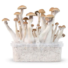 Paddo Growkit Treasure Coast: Ontdek een schat aan magische paddenstoelen met deze kant-en-klare growkit voor thuisgebruik.