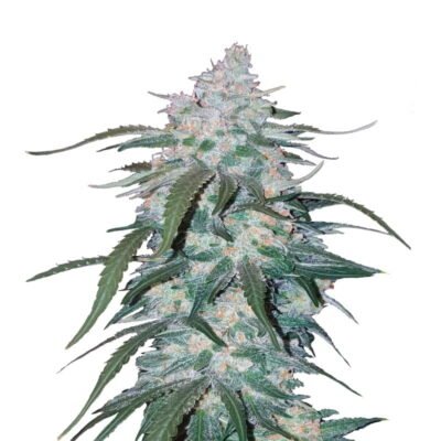 Pineapple Express Autoflower van Fast Buds: Ervaar de smaakvolle en krachtige effecten van deze geliefde sativa-dominante autoflower cannabissoort.