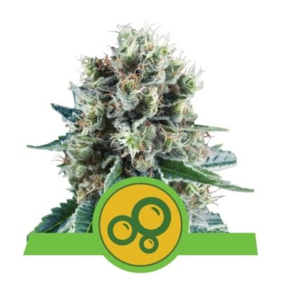 Bubble Kush Automatic - Een automatisch bloeiende cannabissoort met de karakteristieke Bubble Kush genetica. Ervaar gemakkelijke teelt en ontspannende effecten met Bubble Kush Automatic.