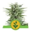 Easy Bud van Royal Queen Seeds - Een eenvoudig te kweken cannabissoort met uitstekende resultaten. Ontdek de moeiteloze teelt van Easy Bud.
