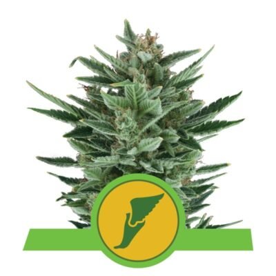 Quick One van Royal Queen Seeds: Een snelbloeiende en krachtige cannabissoort voor snelle en bevredigende resultaten.