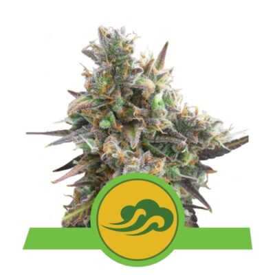 Royal Bluematic van Royal Queen Seeds: Een snelbloeiende en kleurrijke cannabissoort met unieke eigenschappen voor een bijzondere ervaring.