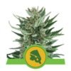 Royal Cheese Automatic van Royal Queen Seeds: Een snelbloeiende en aromatische autoflowering cannabissoort met karakteristieke eigenschappen.