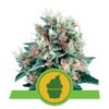 Royal Creamatic van Royal Queen Seeds: Een heerlijke en snelbloeiende autoflowering cannabissoort met verrukkelijke eigenschappen.