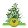 Royal Critical Automatic van Royal Queen Seeds: Een snelbloeiende en betrouwbare autoflowering cannabissoort met krachtige eigenschappen.