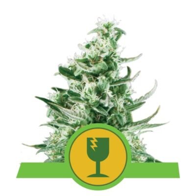 Royal Critical Automatic van Royal Queen Seeds: Een snelbloeiende en betrouwbare autoflowering cannabissoort met krachtige eigenschappen.