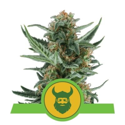 Royal Dwarf van Royal Queen Seeds: Compacte autoflowering cannabissoort met een snelle groei en krachtige eigenschappen.