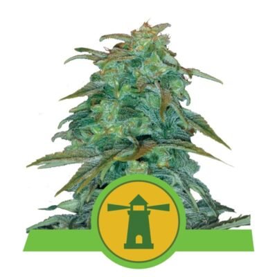 Ontdek de automatische pracht van Royal Haze Automatic cannabissoort van Royal Queen Seeds - Een snelbloeiende en stimulerende keuze.