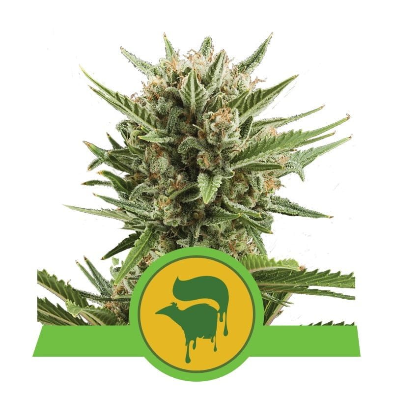 Ervaar de betoverende aroma's van Sweet Skunk Automatic cannabissoort van Royal Queen Seeds - Een autoflowering variëteit met een zoete twist.