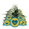 CBD Mix van Royal Queen Seeds - Een diverse collectie CBD-rijke cannabissoorten voor een gebalanceerde en verfijnde ervaring.