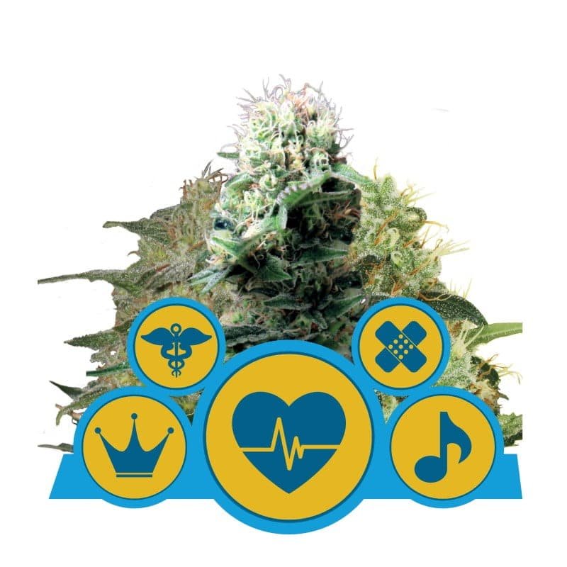 CBD Mix van Royal Queen Seeds - Een diverse collectie CBD-rijke cannabissoorten voor een gebalanceerde en verfijnde ervaring.