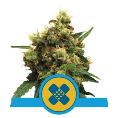 Painkiller XL van Royal Queen Seeds: Ervaar verlichting met de krachtige pijnstillende eigenschappen van deze CBD-rijke cannabissoort.