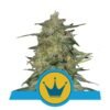 Ervaar de koninklijke elegantie van Royal Highness cannabissoort van Royal Queen Seeds - Een evenwichtige en verfijnde keuze voor liefhebbers.