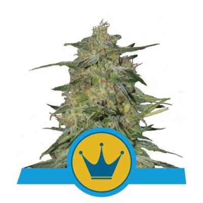 Ervaar de koninklijke elegantie van Royal Highness cannabissoort van Royal Queen Seeds - Een evenwichtige en verfijnde keuze voor liefhebbers.