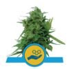 Solomatic CBD van Royal Queen Seeds: een hoogwaardige CBD-rijke autoflower met milde, fruitige smaken en aromatische geuren, ideaal voor medicinaal gebruik