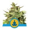 Verminder stress met Stress Killer Automatic cannabissoort van Royal Queen Seeds - Een ontspannende autoflowering optie.