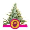 Nauwkeurige weergave van Amnesia Mac Ganja cannabissoort, met dichte harsachtige toppen en een opvallende mix van aroma's. De soort staat bekend om zijn krachtige cerebrale effecten en is geliefd bij cannabisliefhebbers.