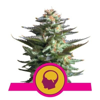 Amnesia Haze van Royal Queen Seeds, een krachtige en aromatische sativa-dominante cannabissoort. Ontdek de unieke mix van citrusaroma's en euforische effecten.
