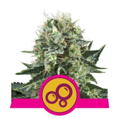 Bubble Kush - Een bekende cannabissoort met een betoverend aroma en ontspannende effecten. Ontdek de unieke eigenschappen van Bubble Kush voor een plezierige ervaring.