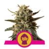 Bubblegum XL - Een smaakvolle cannabissoort met zoete bubblegum-achtige aroma's. Ontdek de unieke eigenschappen van Bubblegum XL voor een plezierige ervaring.