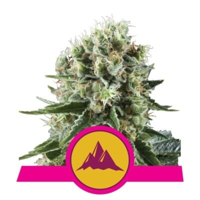 Critical Kush van Royal Queen Seeds - Een krachtige cannabissoort met de perfecte balans tussen Critical en Kush genetica. Ontdek de unieke eigenschappen van Critical Kush.