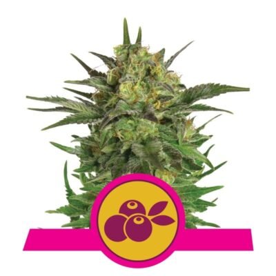 Haze Berry van Royal Queen Seeds - Geniet van een harmonieuze combinatie van Haze en Blueberry met de Haze Berry cannabissoort. Een smaakvolle en krachtige ervaring.