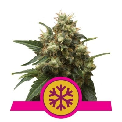 Ice Wiet van Royal Queen Seeds - Geniet van de verfrissende kracht en opwekkende effecten van de Ice cannabis strain, perfect voor een energieke high.