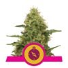 Northern Light van Royal Queen Seeds: Ontdek de legendarische Northern Light cannabissoort. Een krachtige en ontspannende ervaring met een rijke geschiedenis. Geniet van de kenmerkende zoet-kruidige smaak en aroma.