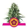 Power Flower van Royal Queen Seeds: Een krachtige en bloemrijke cannabissoort met energieke eigenschappen voor een opbeurende ervaring.