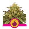 Royal Domina van Royal Queen Seeds: Een krachtige en meeslepende cannabissoort voor serieuze connaisseurs.