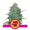 Geniet van de karakteristieke aroma's en potentie van Skunk XL cannabissoort van Royal Queen Seeds - Een krachtige keuze voor kenners.