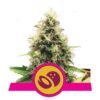 Geniet van de zoete verleiding van Somango XL cannabissoort van Royal Queen Seeds - Een fruitige en krachtige keuze voor kenners.