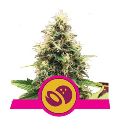 Geniet van de zoete verleiding van Somango XL cannabissoort van Royal Queen Seeds - Een fruitige en krachtige keuze voor kenners.
