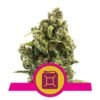 Ontdek de kenmerkende aroma's en krachtige effecten van Sour Diesel cannabissoort van Royal Queen Seeds - Een klassieke favoriet voor connaisseurs.