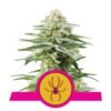 White Widow Royal Queen Seeds - Ontdek de legendarische White Widow strain van Royal Queen Seeds. Een favoriet onder cannabis liefhebbers wereldwijd.