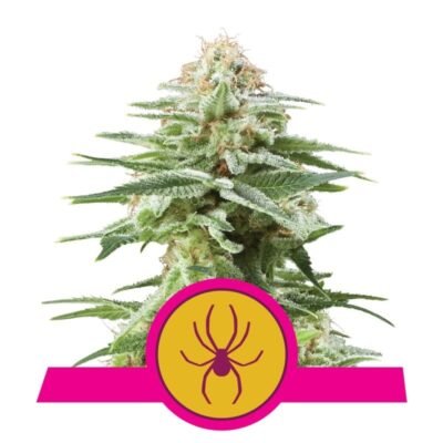 White Widow Royal Queen Seeds - Ontdek de legendarische White Widow strain van Royal Queen Seeds. Een favoriet onder cannabis liefhebbers wereldwijd.