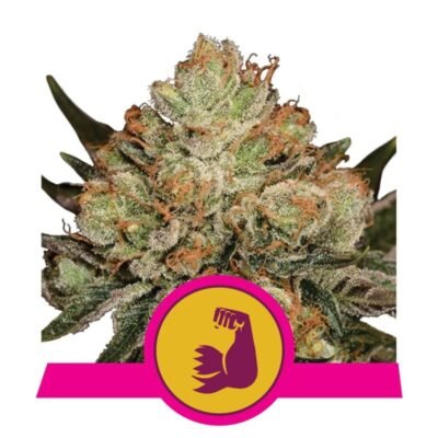HulkBerry van Royal Queen Seeds - Verwen je zintuigen met de krachtige en fruitige aroma's van HulkBerry, een cannabissoort die je meeneemt op een opwindende reis vol smaak en potentie.