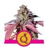 Purple Queen van Royal Queen Seeds: Een vorstelijke en kleurrijke cannabissoort met krachtige en karakteristieke eigenschappen voor echte liefhebbers.
